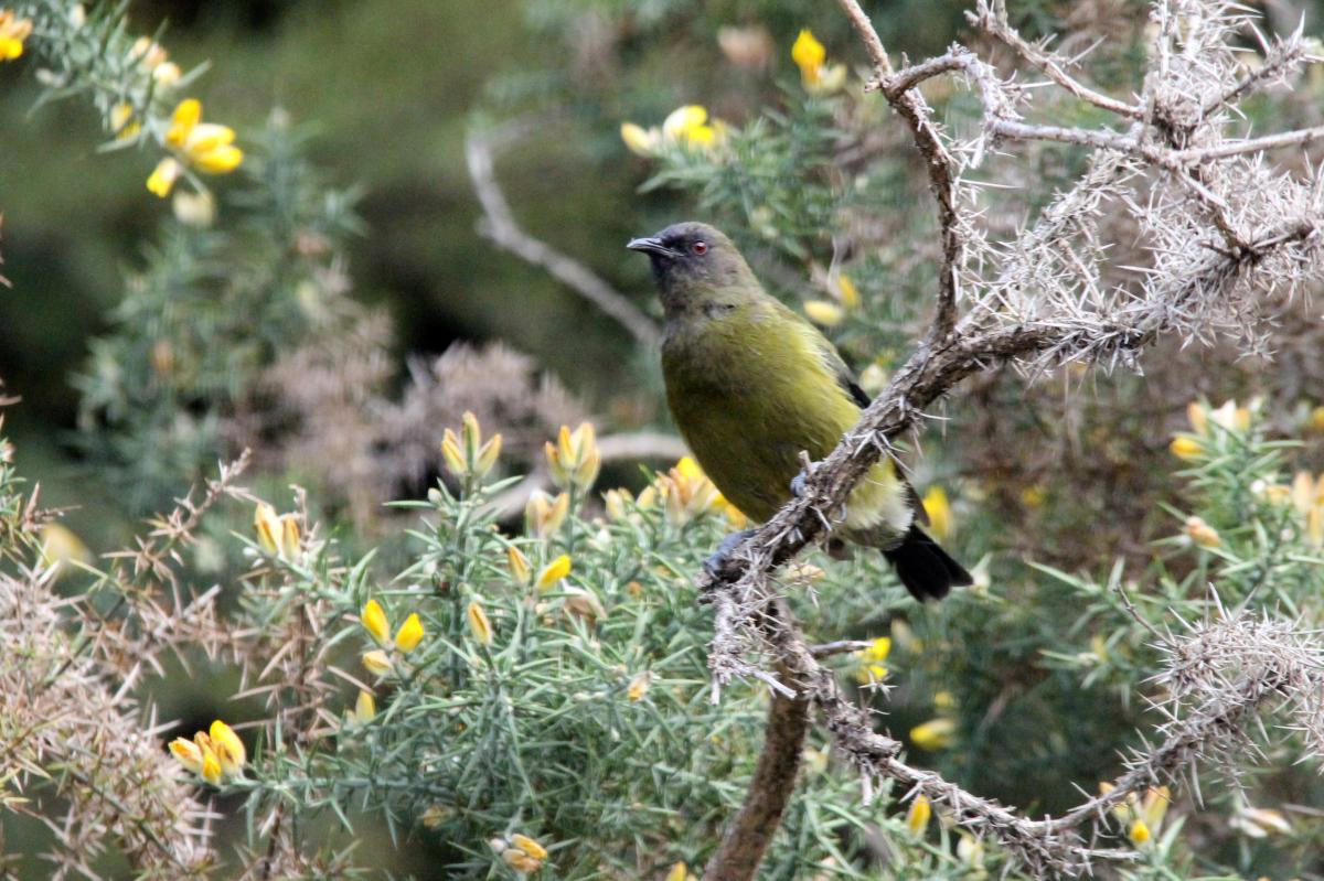 New Zealand Bellbird (Anthornis melanura)